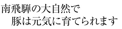 南飛騨の大自然で豚は元気に育てられます